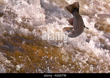 Steelhead leaping in Bronte Creek Ontario Canada Stock Photo