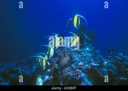 Several Moorish Idols, Zanclus cornuta, feed on filamentous algae growing on a coral reef in the Western Pacific. Stock Photo