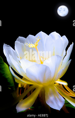 Night Blooming Cereus Stock Photo