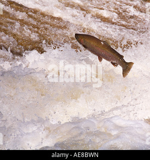 Steelhead leaping in Bronte Creek Ontario Canada Stock Photo