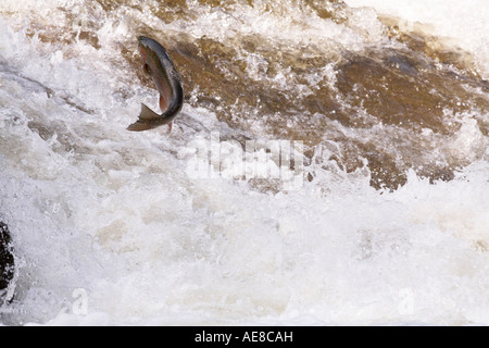 Steelhead leaping in Bronte Creek Ontario Canada Stock Photo