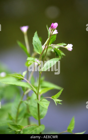 Broad Leaved Willowherb, Epilobium montanum, Onagraceae Stock Photo