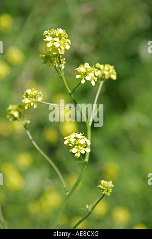Black Mustard, Brassica nigra, Brassicaceae Stock Photo