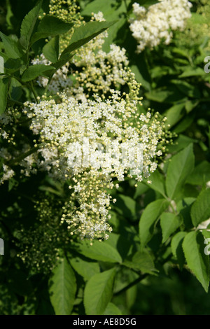Elder Flowers, Sambucus nigra, Adoxaceae Stock Photo