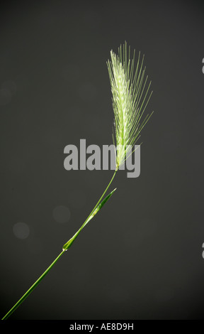 Meadow Barley or Wall Barley, Hordeum secalinum syn Hordeum murinum Stock Photo