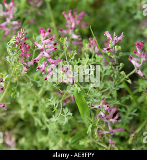 Common Fumitory, Fumaria officinalis, Fumariaceae Stock Photo