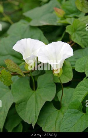 Hedge Bindweed, Calystegia sepium, Convolvulaceae Stock Photo