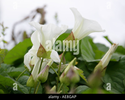 Hedge Bindweed, Calystegia sepium, Convolvulaceae Stock Photo