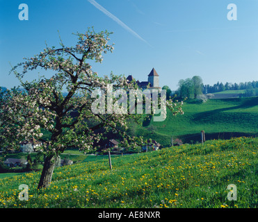 apple tree in bloom in Trachselwald Stock Photo
