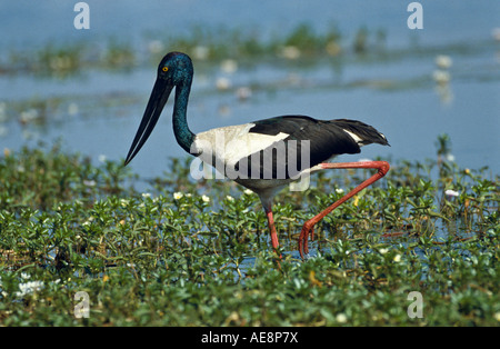 Jabiru Australia, Stock Photo