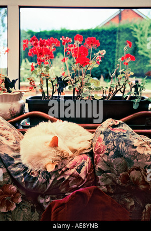 Thomas a 22 years old Ragdoll cat sleeping on cushions in Wiltshire UK Stock Photo
