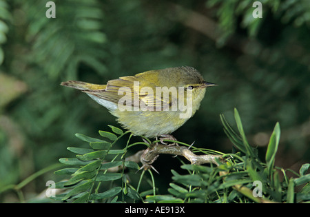 Tennessee Warbler Vermivora peregrina adult South Padre Island Texas USA May 2005 Stock Photo