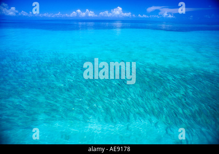 Large school of bonefish swimming in shallow water in Belize Caribbean Stock Photo