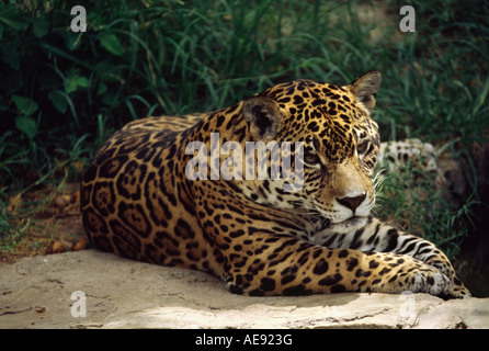 Jaguar (Panthera Onca) - Santa Cruz, BOLIVIA Stock Photo