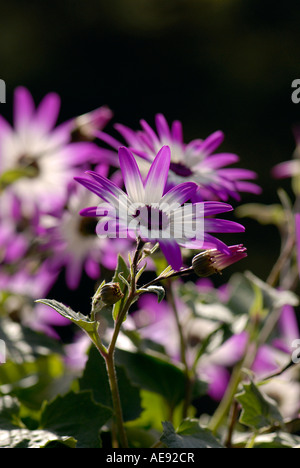 The delicate little flowers of Pericallis x hybrida 'Spring Glory' Stock Photo