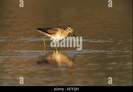 Wood Sandpiper Tringa glareola adult Samos Greek Island Greece May 2000 Stock Photo