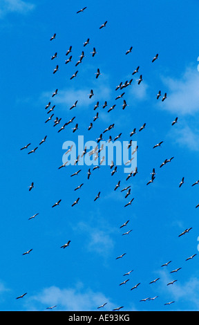 Wood Stork Mycteria americana flock in flight Lake Corpus Christi Texas USA June 2003 Stock Photo
