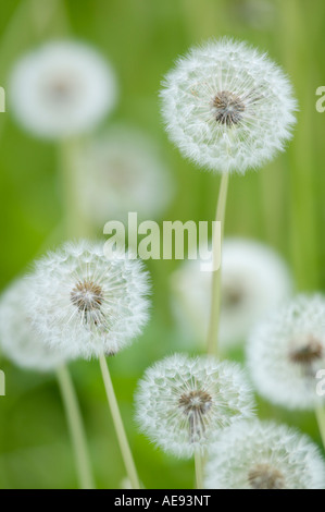 Dandelion seed heads Taraxacum officinale Stock Photo