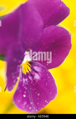 Purple Pansey against yellow Stock Photo