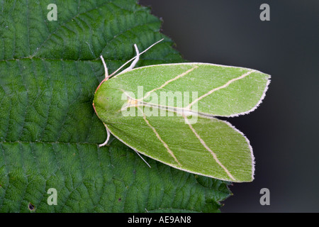 Scarce Silver lines Bena bicolorana at rest on Oak leaf showing markings and detail Potton Bedfordshire Stock Photo