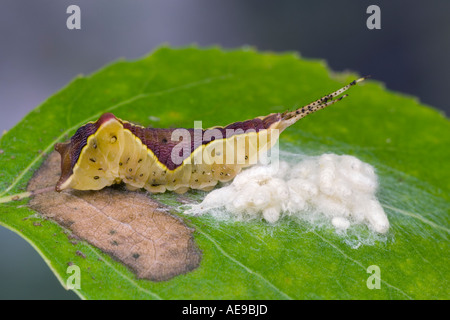 Puss Moth larva Cerura vinula with parasites Cotesia affinis on Poplar leaf potton bedfordshire Stock Photo
