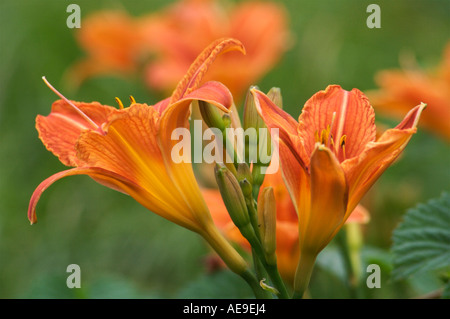 fire lilie Lilium bulbiferum Stock Photo