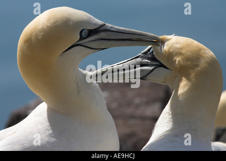 NORTHERN GANNETS PREENING, MORUS BASSANUS. UK Stock Photo