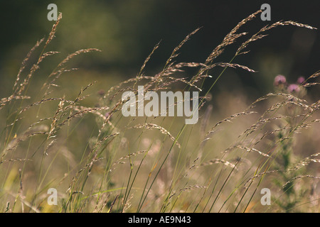 0221 Golden grass in the sun Stock Photo