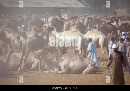 Sea of camels in the dust of Darow camel market, near Kom Ombo, Aswan, Egypt Stock Photo