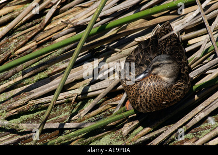 Female Mallard duck on reeds Stock Photo