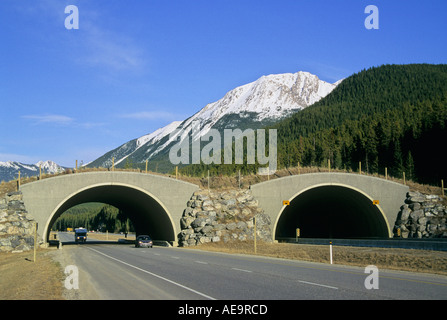 Wildlife overpasses on the Trans Canada Highway Banff National Park Alberta Canada Stock Photo