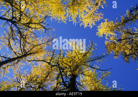 Subalpine larches in fall colours Yoho National Park BC Canada Stock Photo