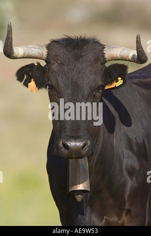 Spanish fighting bull portrait, Colmanar, Spain Stock Photo