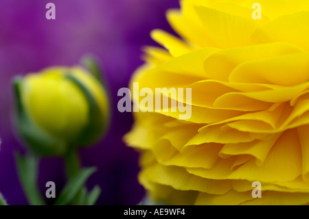 Ranunculus Bloomingdale Persian buttercup flower Stock Photo