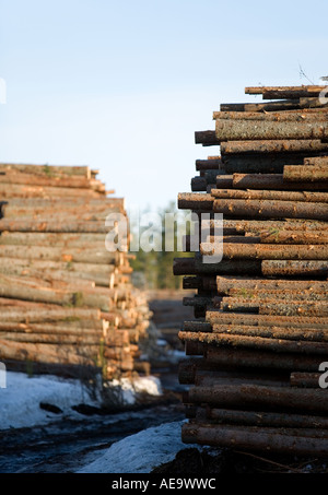 Harvested European spruce logs ( picea abies , fir logs) stacked to log ...