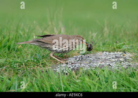 SONG THRUSH Turdus philomelos BREAKING SNAIL SHELL ON ANVIL UK MAY Stock Photo