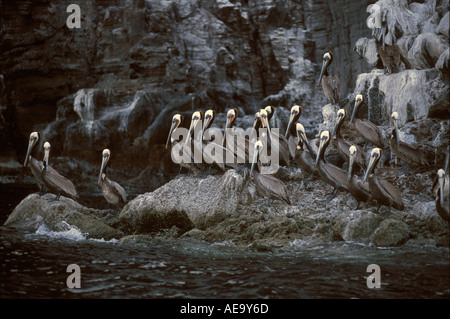 Travel Sea of Cortez Mexico pelicans tropical birds Stock Photo