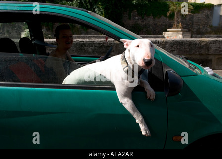 an english bull terrier leans out of a moving car window with his leg hanging down Stock Photo