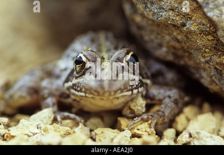 Common River frog (Afrana angolensis), Hogsback South Africa Stock Photo