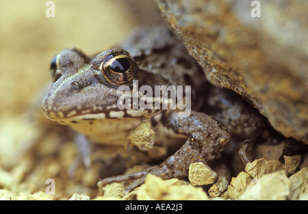 Common river frog (Afrana angolensis) peeking from rock, Hogsback, South Africa Stock Photo