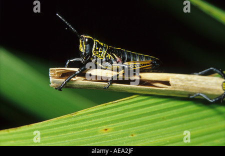 A Elegant Locust perched on a dead reed. Grahamstown, Eastern Cape, South Africa Stock Photo