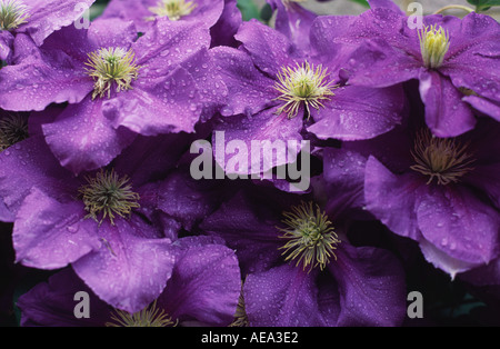 General Sikorski purple Clematis in full bloom London United Kingdom Stock Photo