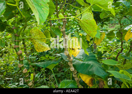 KAVA Piper methysticum fresh plant fiji Islands fruit bread fruit tree breadfruittree fruit and leaves Stock Photo