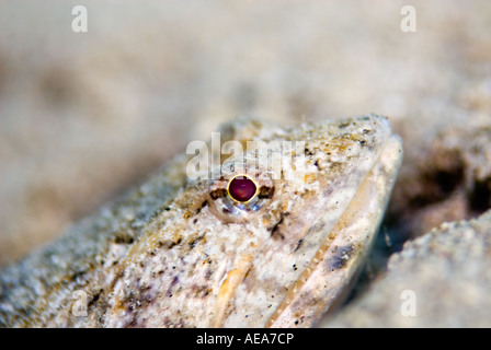 Graceful Lizardfish Saurida gracilis  Blotchy Lizard fish wildlife  egypt marsa nakari RED SEA under water foto underwater teeth Stock Photo