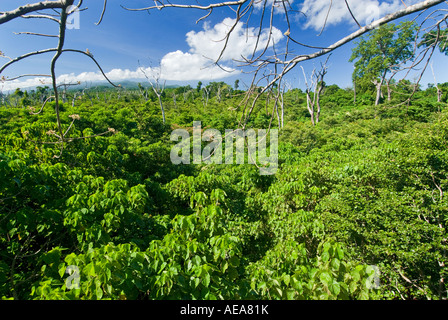 Falealupo Rainforest Preserve SAMOA Savaii forest canopy walkway over Stock Photo