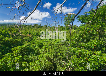 Falealupo Rainforest Preserve SAMOA Savaii forest canopy walkway over Stock Photo