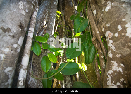 Falealupo Rainforest Preserve SAMOA Savaii forest canopy walkway over ROOTS Stock Photo