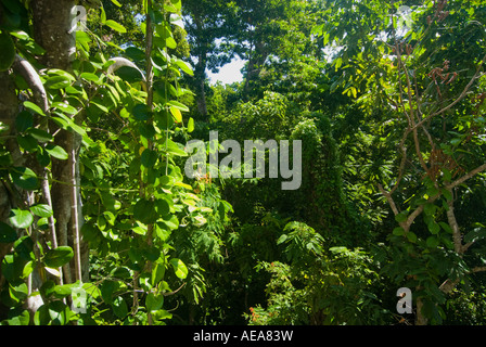 Falealupo Rainforest Preserve SAMOA Savaii forest canopy walkway over Stock Photo