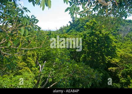 Falealupo Rainforest Preserve SAMOA Savaii forest canopy walkway over Stock Photo