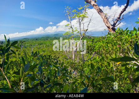 Falealupo Rainforest Preserve SAMOA Savaii forest canopy walkway over Stock Photo